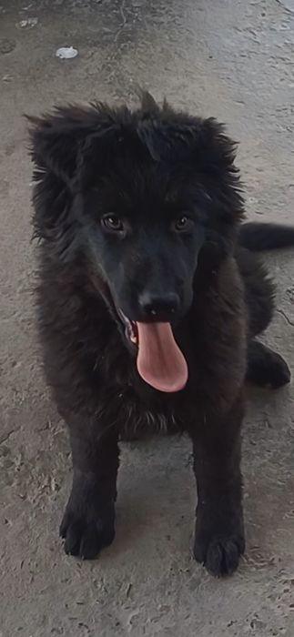 Продаётся щенок Немецкой Овчарки.