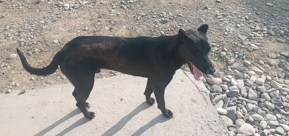 Pitbull erkak 8 oylik