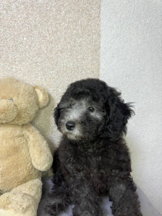 Pudel pitic argintiu