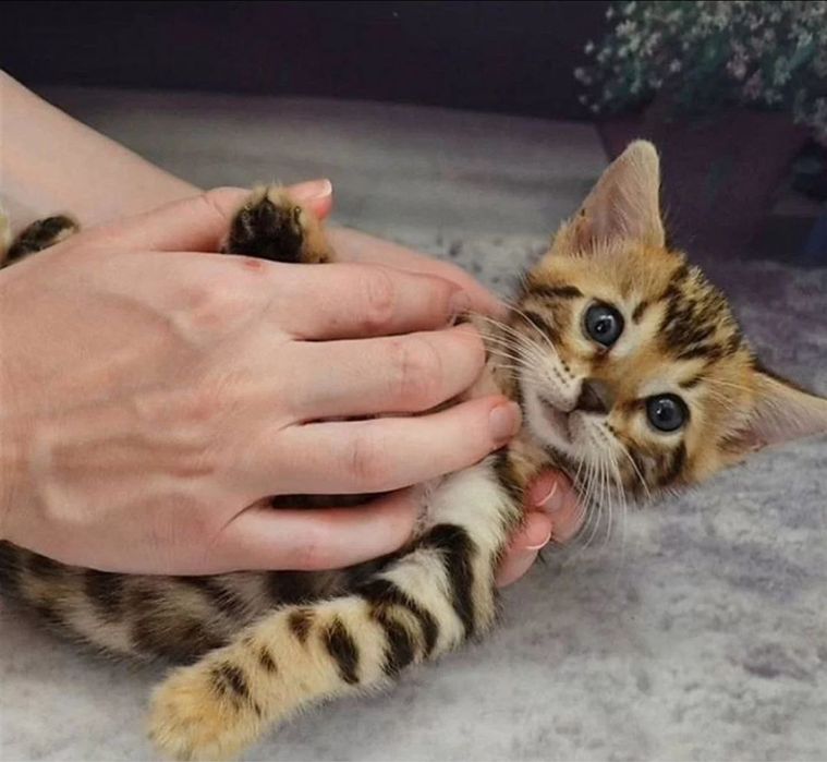 Продается красивая девочка