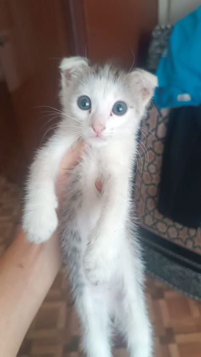 Отдам милых котят