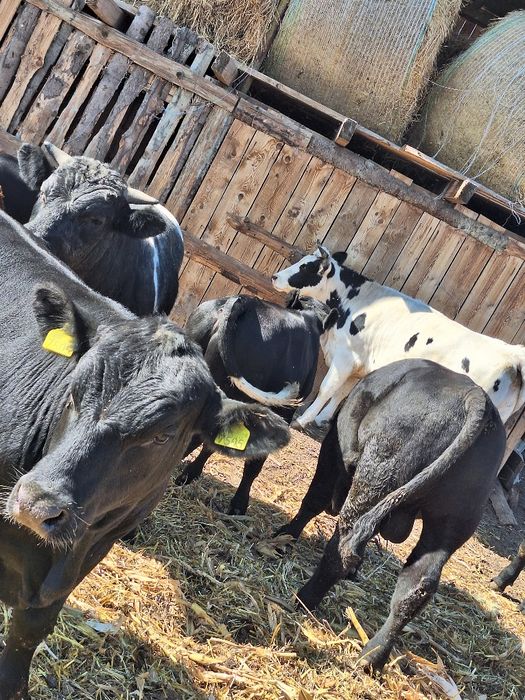 Vând angus cu pedigree si belgieni!