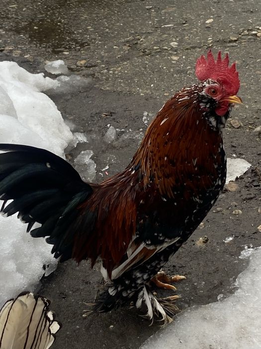 Vand cocosi liliputi