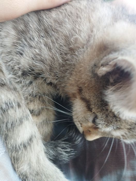 Котёнок маленький, срочно