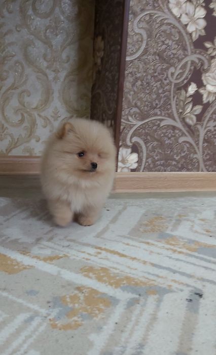 Кремовый мальчик шпиц