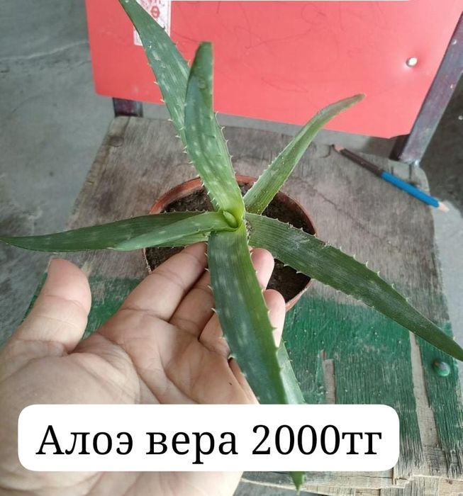 Алое вера для лечение