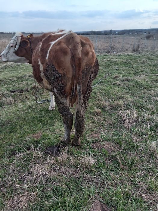 De vanzare vaci gestante