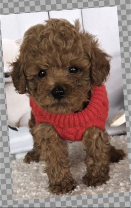 Пудел той /Poodle toy /с генетични  тестове на родословие