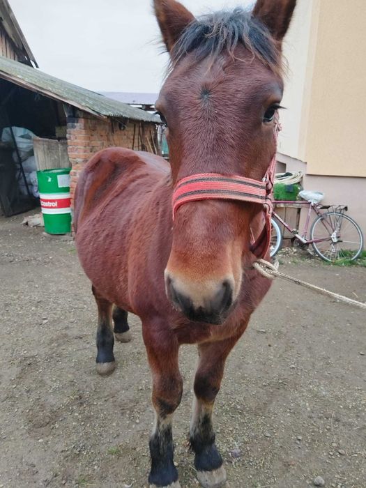 manz de vanzare de 7 luni