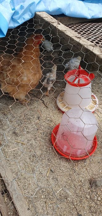 Vând ouă de găină, Bio