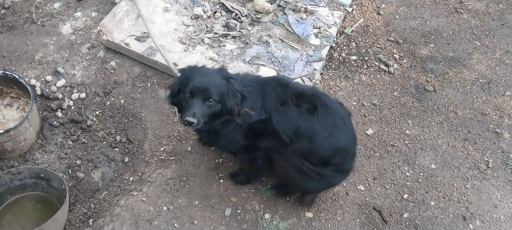 Отдам собачку девочку.