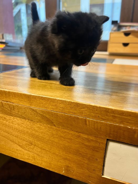 Коте търси своя дом