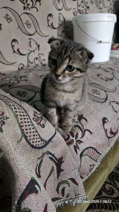 Отдам уличных котят - девочка, мальчик