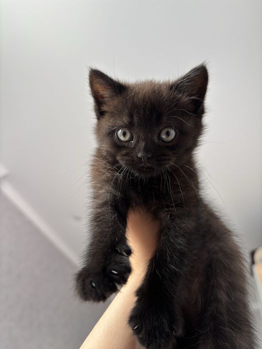 Шотландский котенок