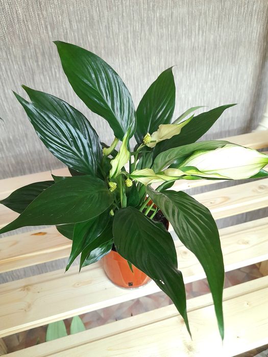 Продам Спатифиллум Блэк