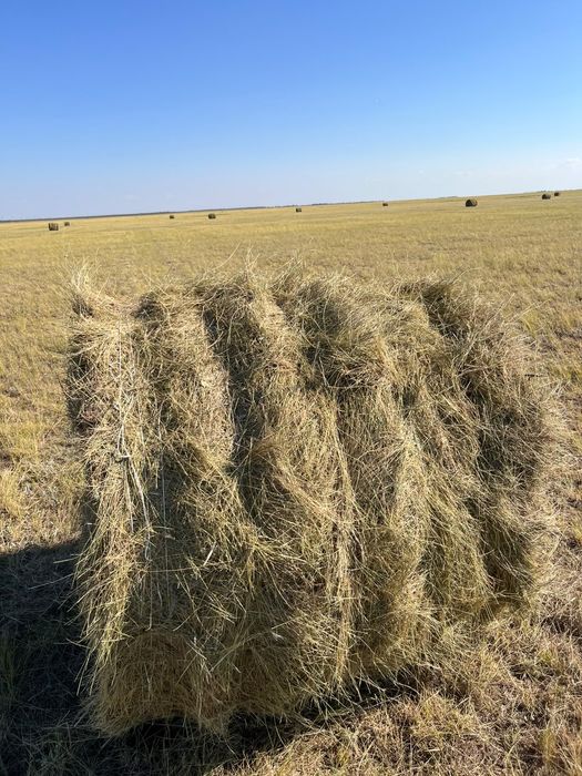 Шөп! Рулон с доставкой,