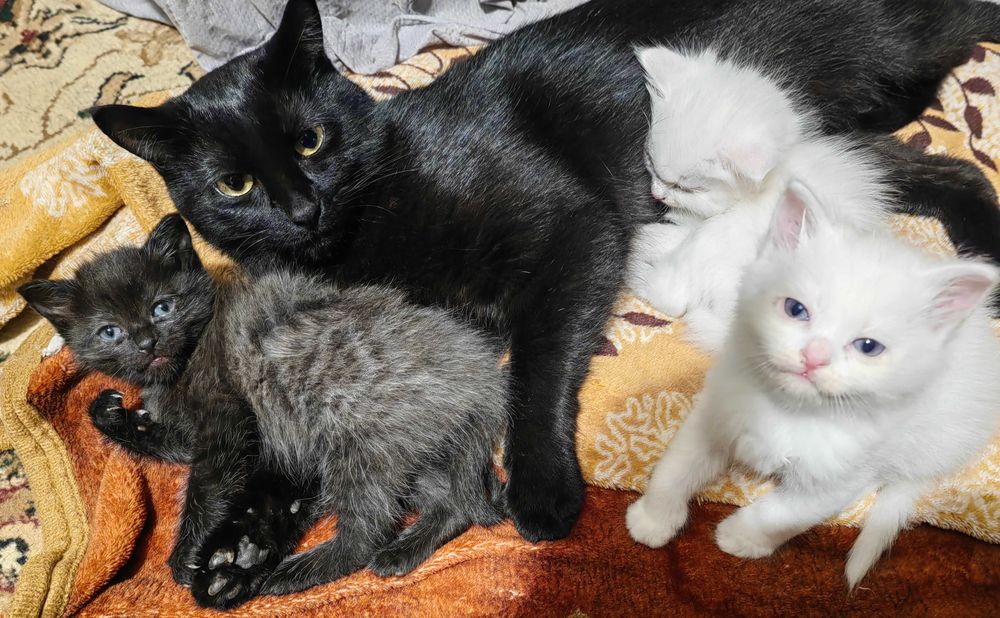 Котятки за шоколадку