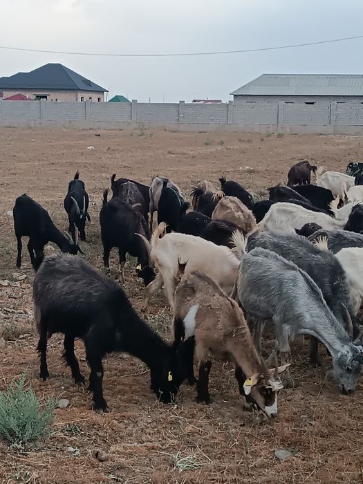 43 бас ешкі шыбыштар бар