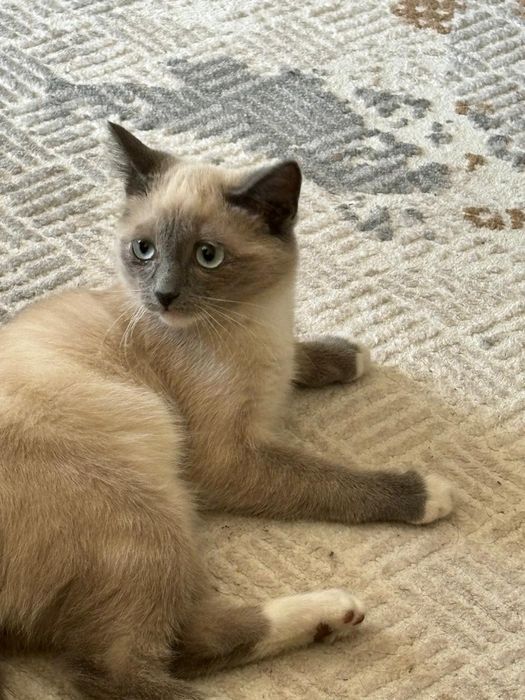 Котенок мальчик 4 месяца.