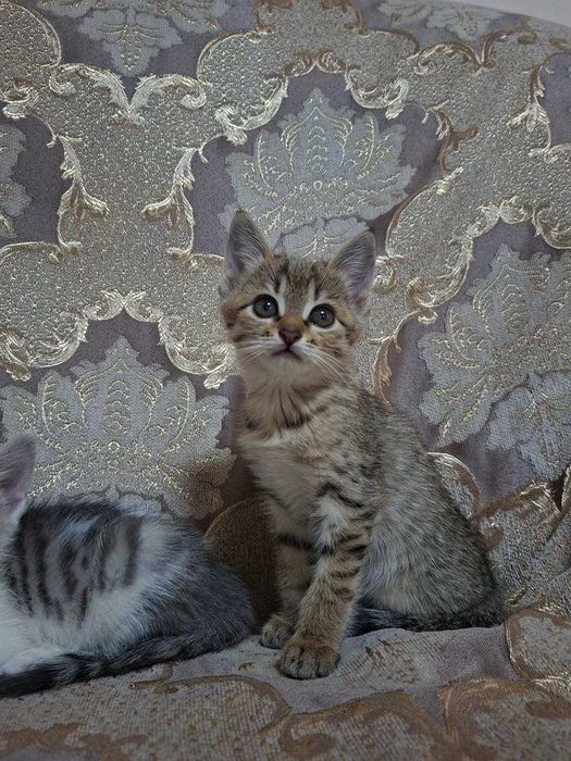 Отдам даром котят
