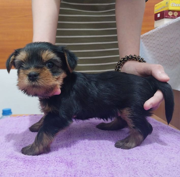 Щенки йоркширский терьер