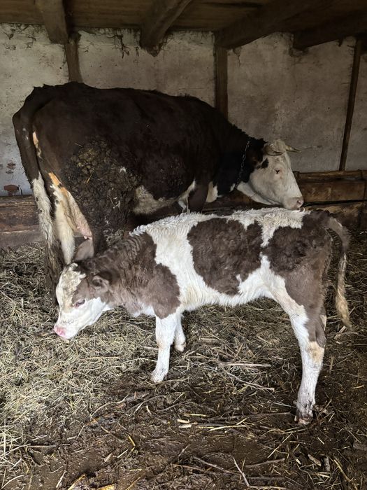 Vand vacă de 4 ani cu vitea