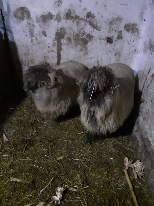 Oi bucalai de vanzare