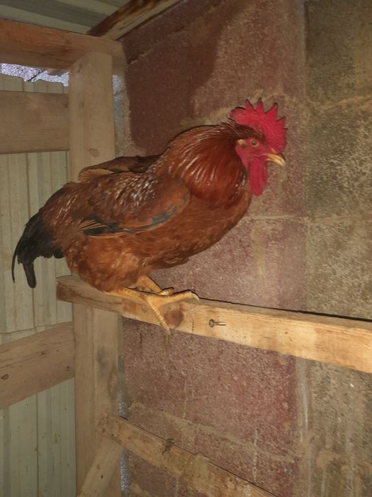 Жас қораздар сатылады сррочно