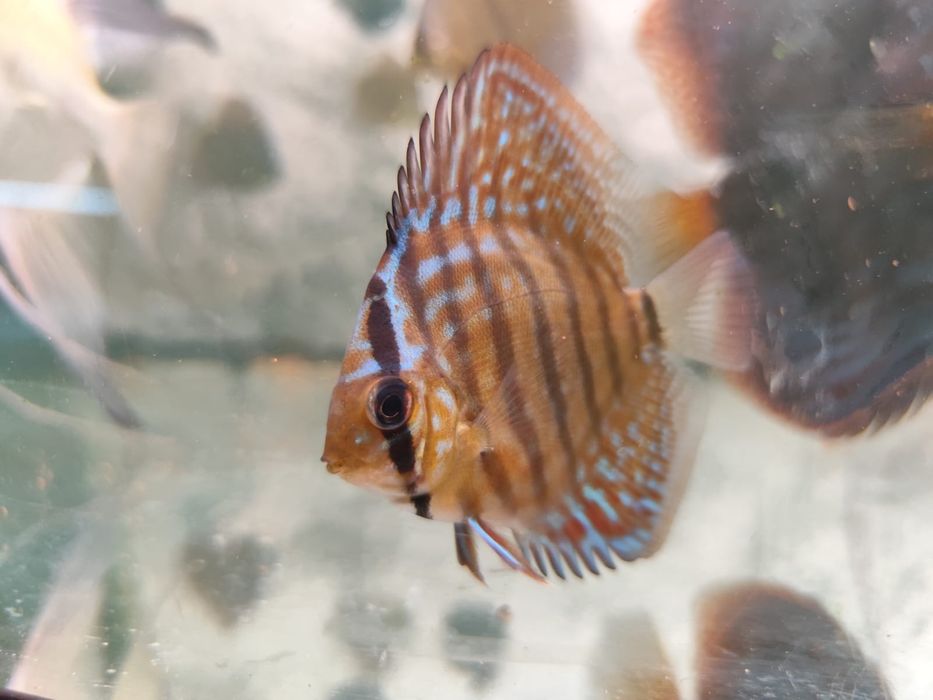 Vand pesti Discus