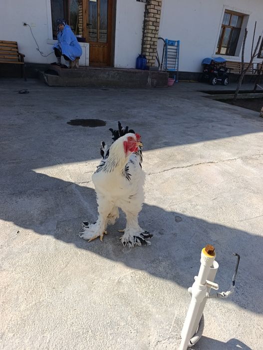 Продам Брама светлая