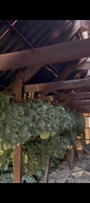 Продам дубовые веники для бани