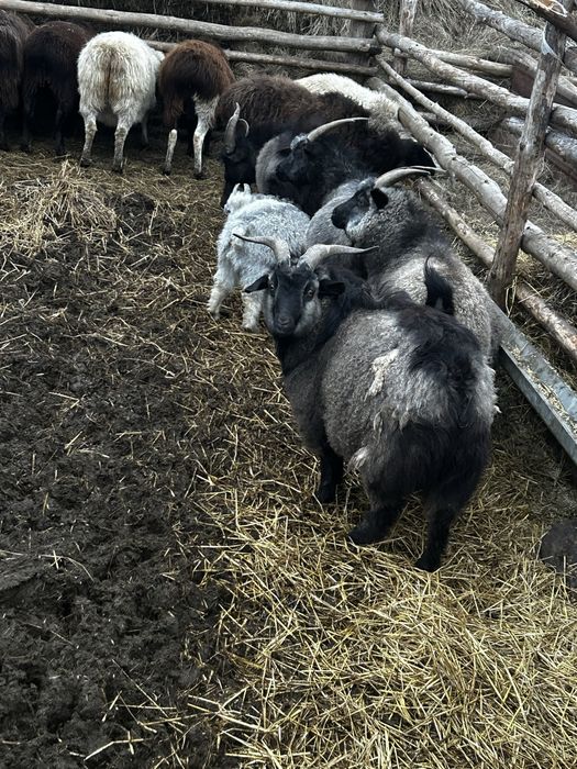 Ешкі, текелер сатылады