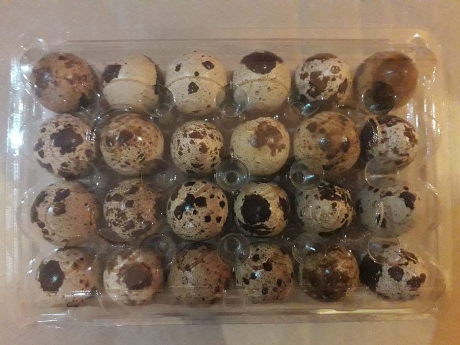 Vand oua de prepelita