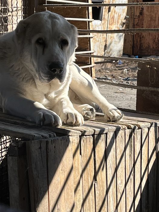 Продается девочка алабая