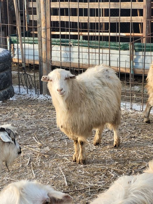 Семиз бойдак ешки