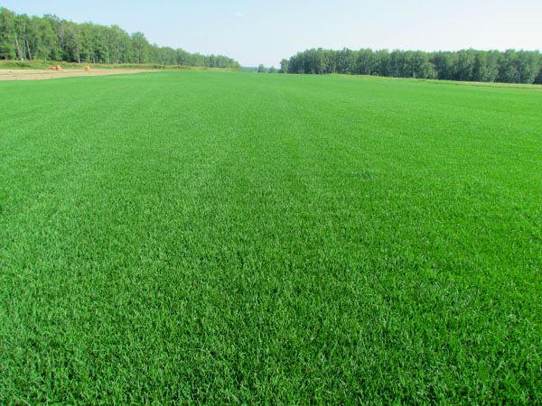 Рулонные газонн