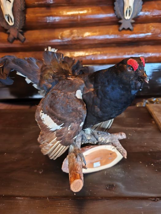 Cocos de munte naturalizat