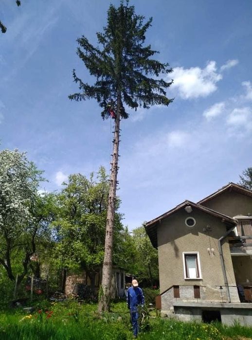 Рязане на опасни дървета 24/7 (арбористи)