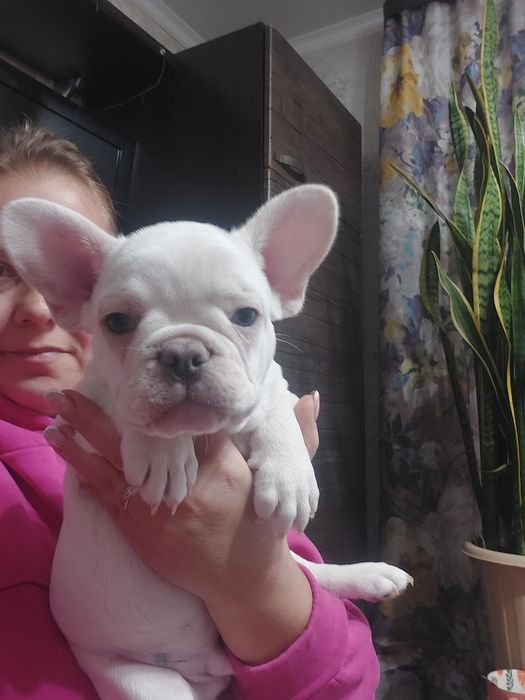 Щенок французского бульдога
