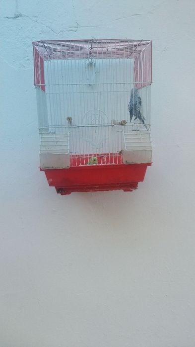 Qafasi bilan 1 juft papugaychiklar sotiladi