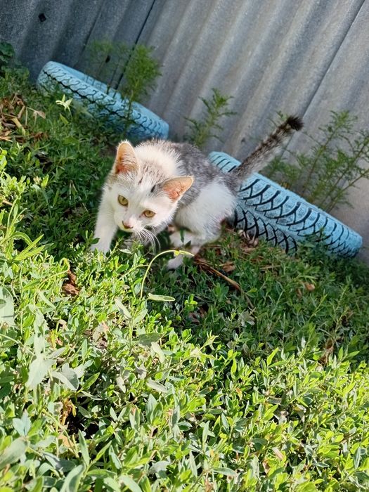 Срочно котята ищут дом