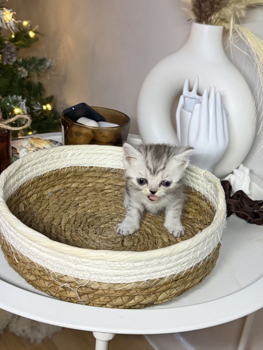 Продаются котята