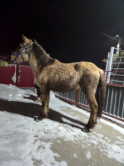 Продается тай (жеребчик)