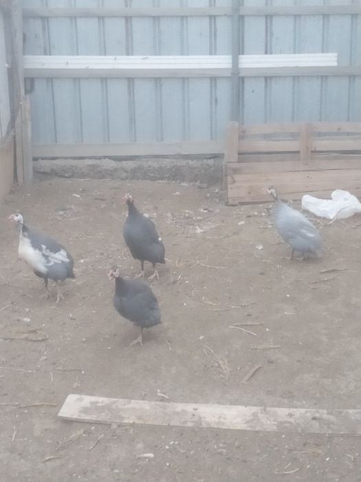 Цесарка сатылады