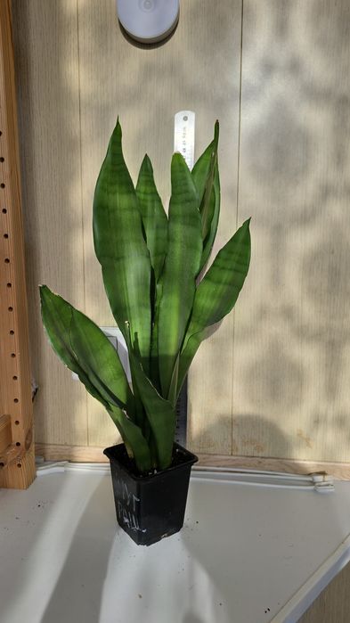 Продам комнатные цветы