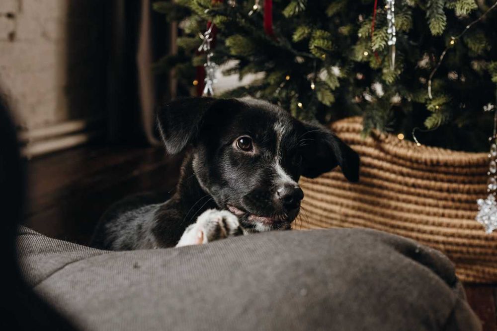В добрые руки пристраиваю щенка