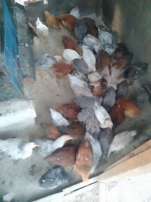 Pui de găină de țară