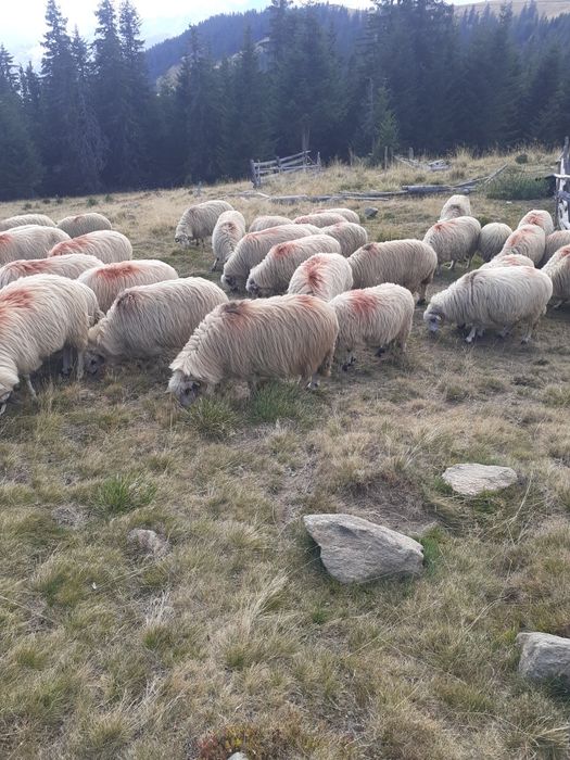 Vând oi țurcane 18