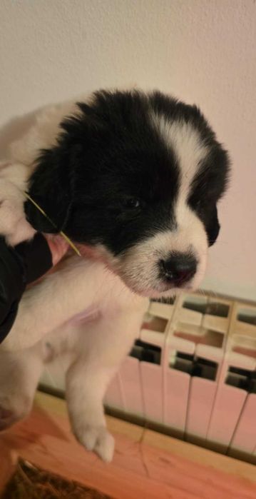 Vind catei Ciobanesc de Bucovina