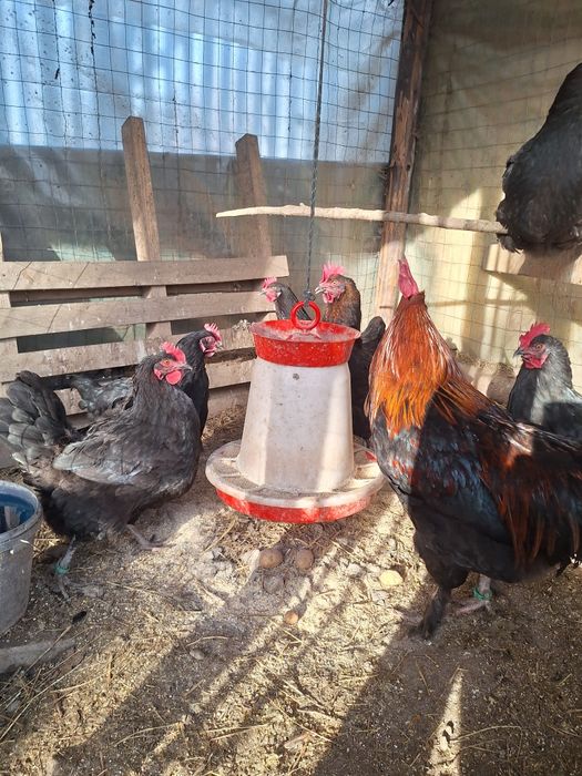 Oua pentru incubat Araucana. Austrolop  Marans .